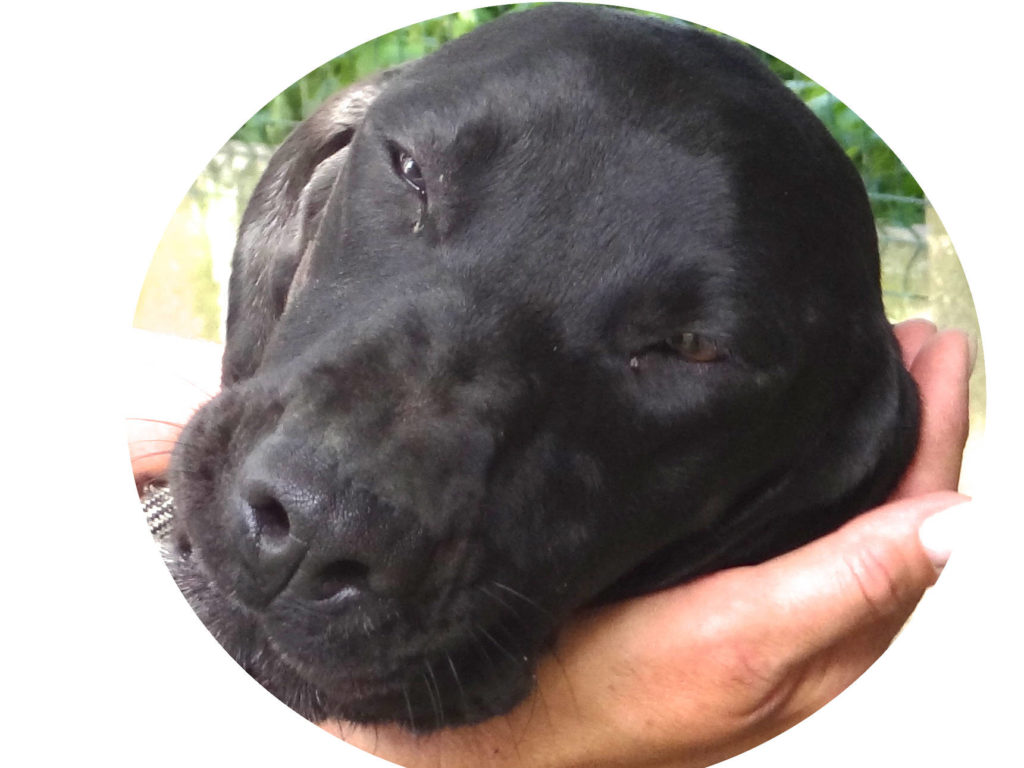 Blitz, chien adopté au refuge en 2015