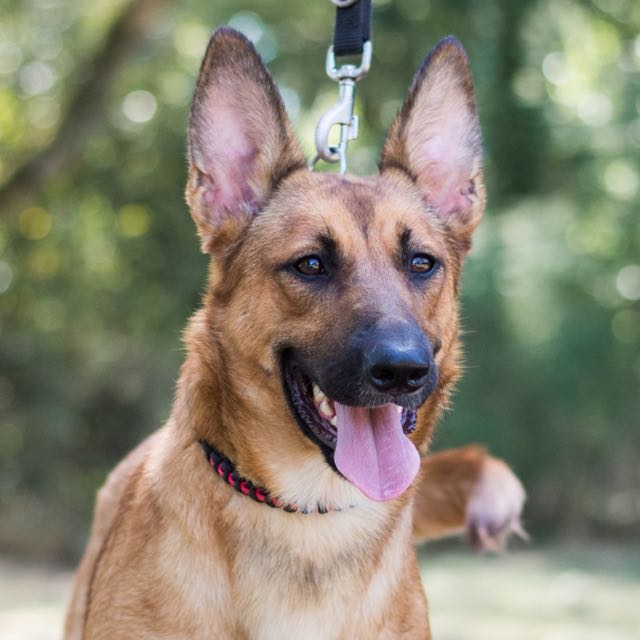 Nos chiens à l'adoption Tous les chiens SPA de Loire