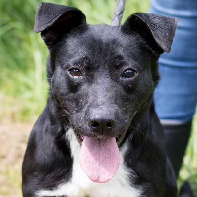 Nos chiens à l'adoption Tous les chiens SPA de Loire