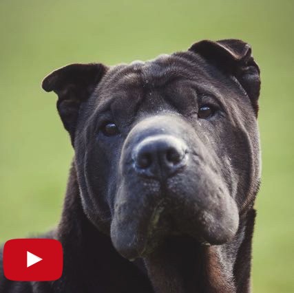 EARLY - sharpei 10 ans  (3 ans de refuge)- Spa de Carquefou (44) A32-1