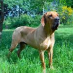 MAXIMUS (2)