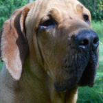 MAXIMUS (3)