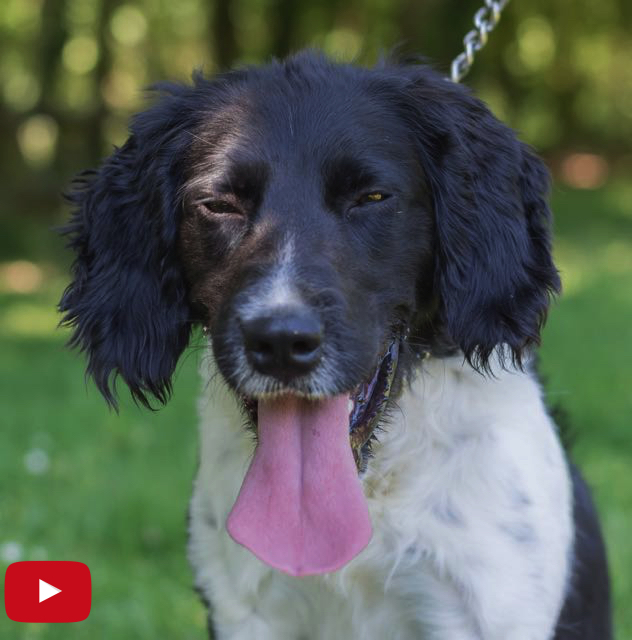 adoption chien SPA Les petits/moyens SPA de Loire