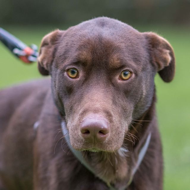 Nos Chiens à Ladoption Tous Les Chiens Spa De Loire