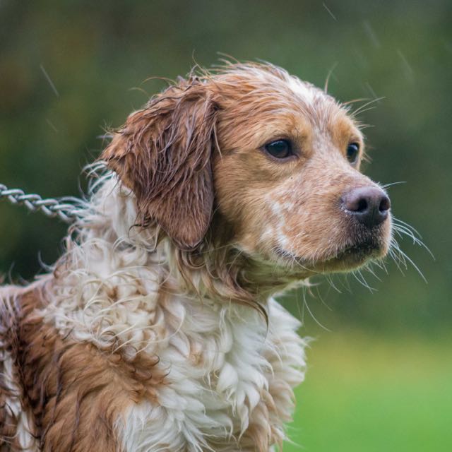 Nos Chiens à Ladoption Tous Les Chiens Spa De Loire