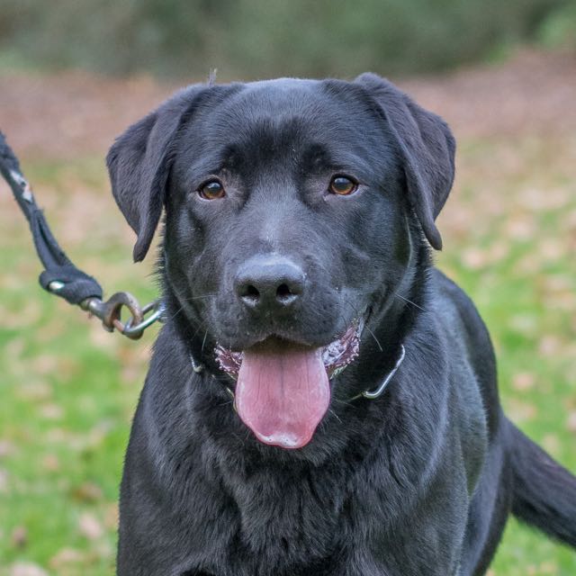 Nos Chiens à Ladoption Tous Les Chiens Spa De Loire