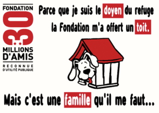 adoption chien âgé