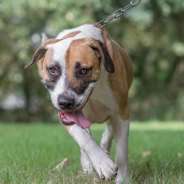 Nos chiens à l'adoption Tous les chiens SPA de Loire