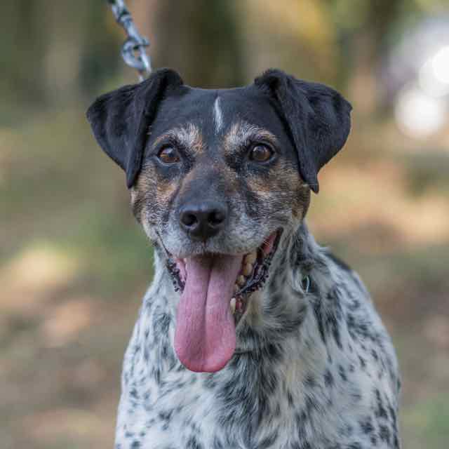 adoption chien SPA Les petits/moyens SPA de Loire