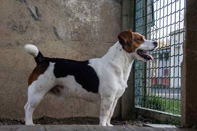 RIOo - beagle 3 ans - Spa de Carquefou (44) DSC_3050