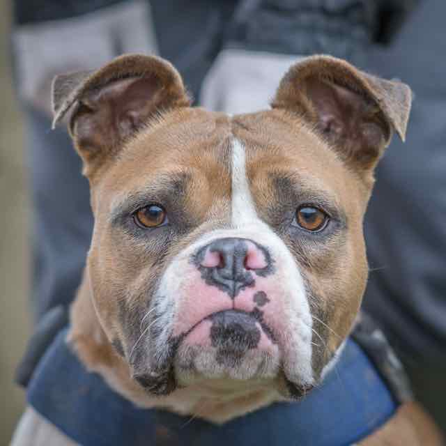 adoption chien SPA Les petits/moyens SPA de Loire