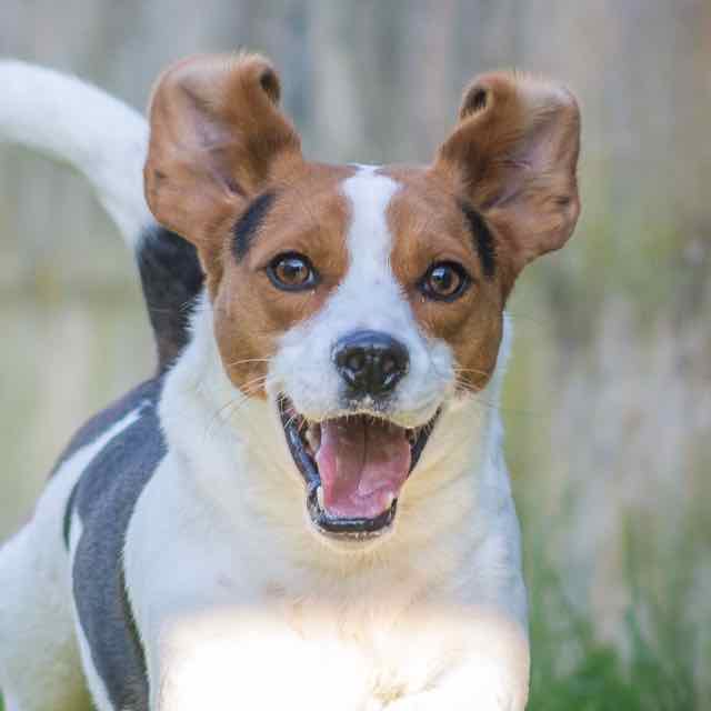 RIOo - beagle 3 ans - Spa de Carquefou (44) DSC_8579