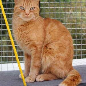 tigrou3