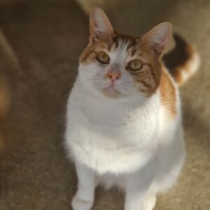Kendji