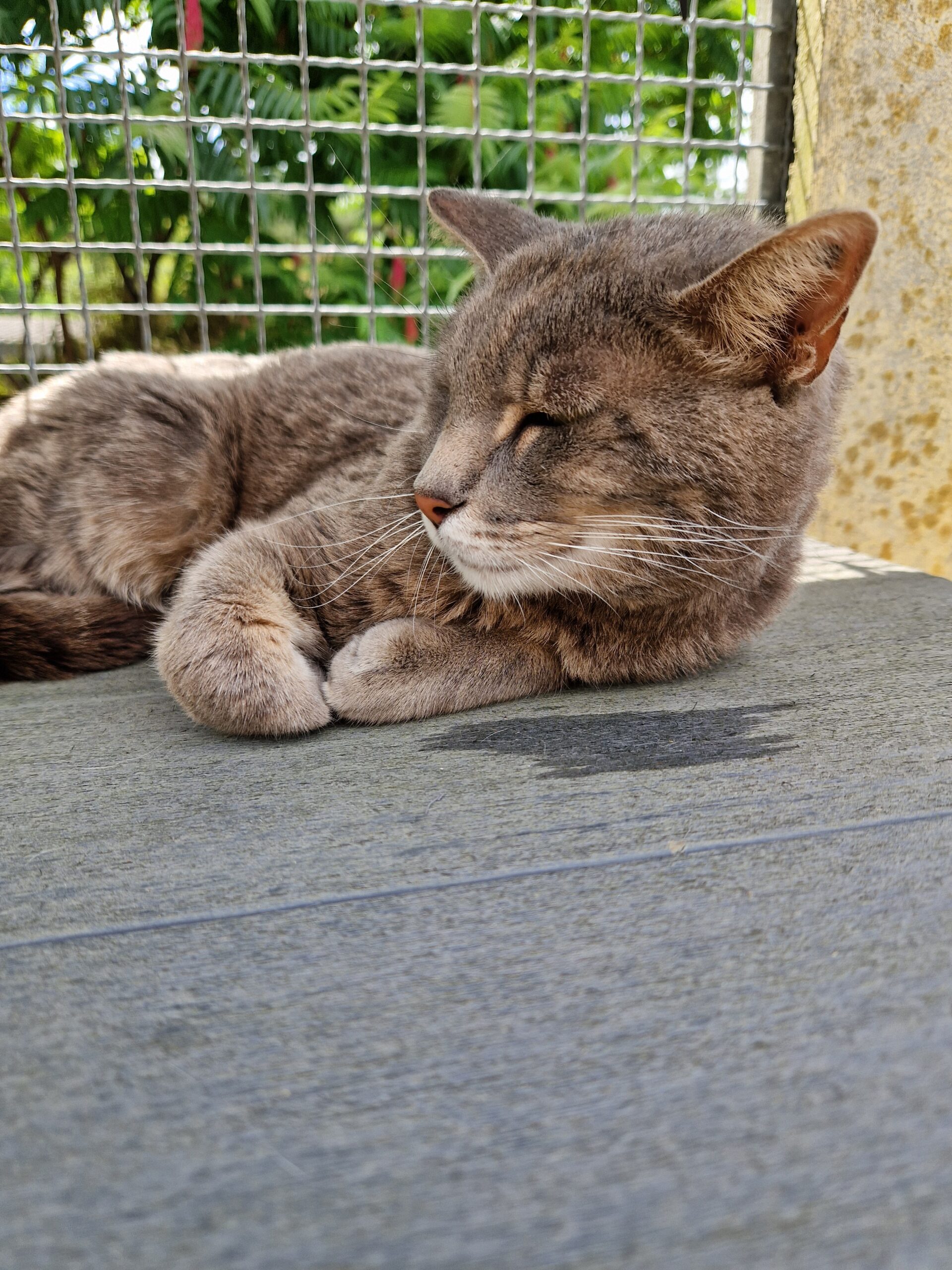 Cachou – Image 4