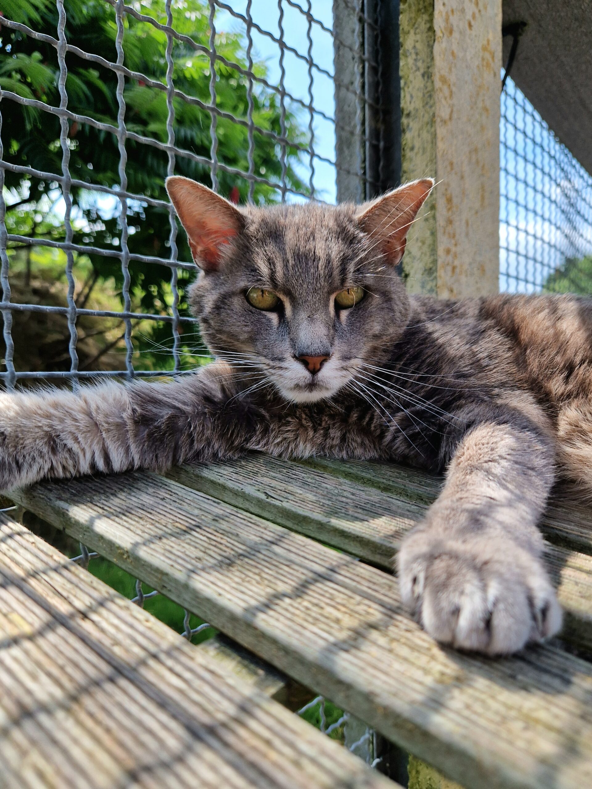 Cachou – Image 3