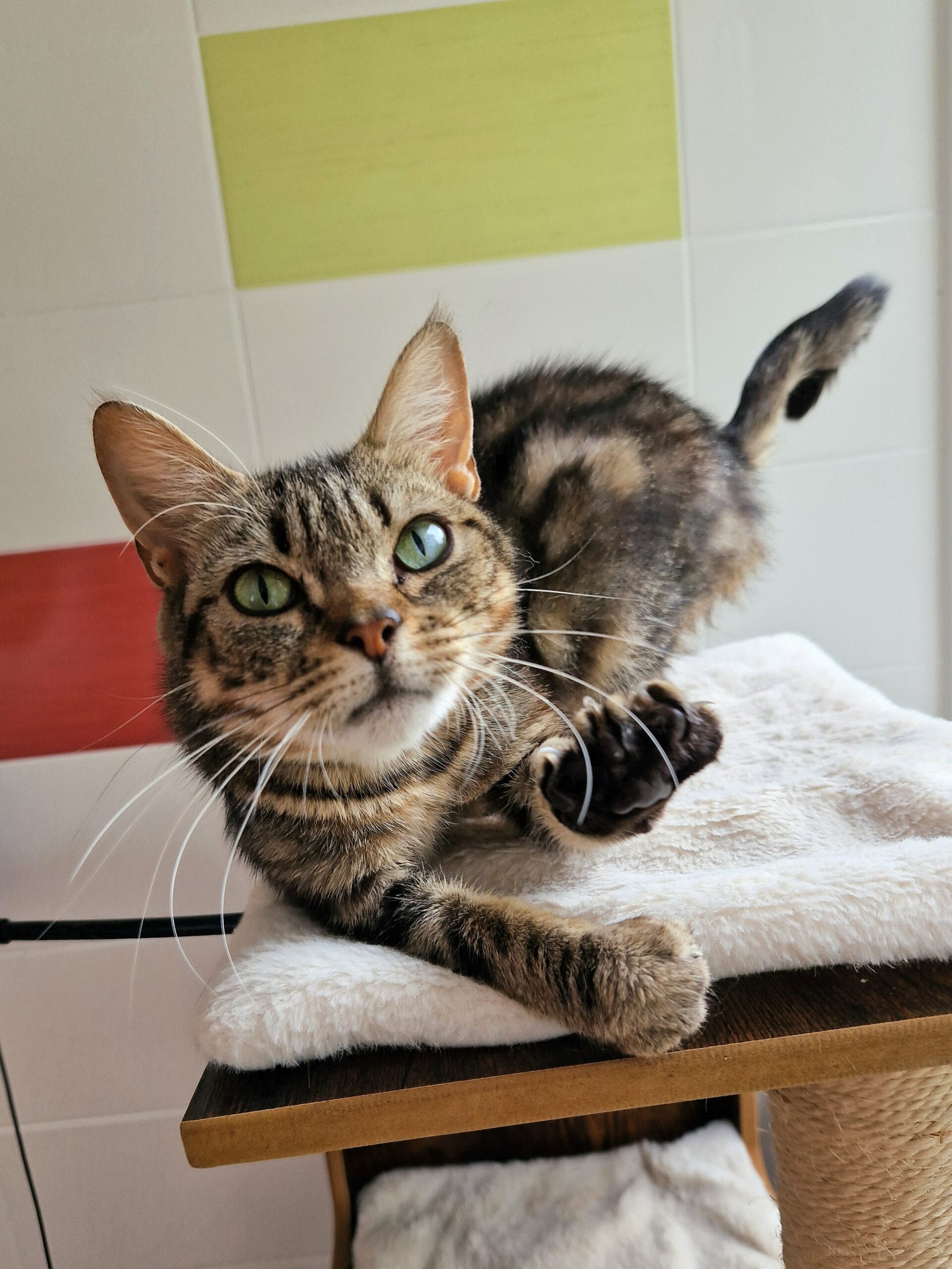 Inaya – Image 2
