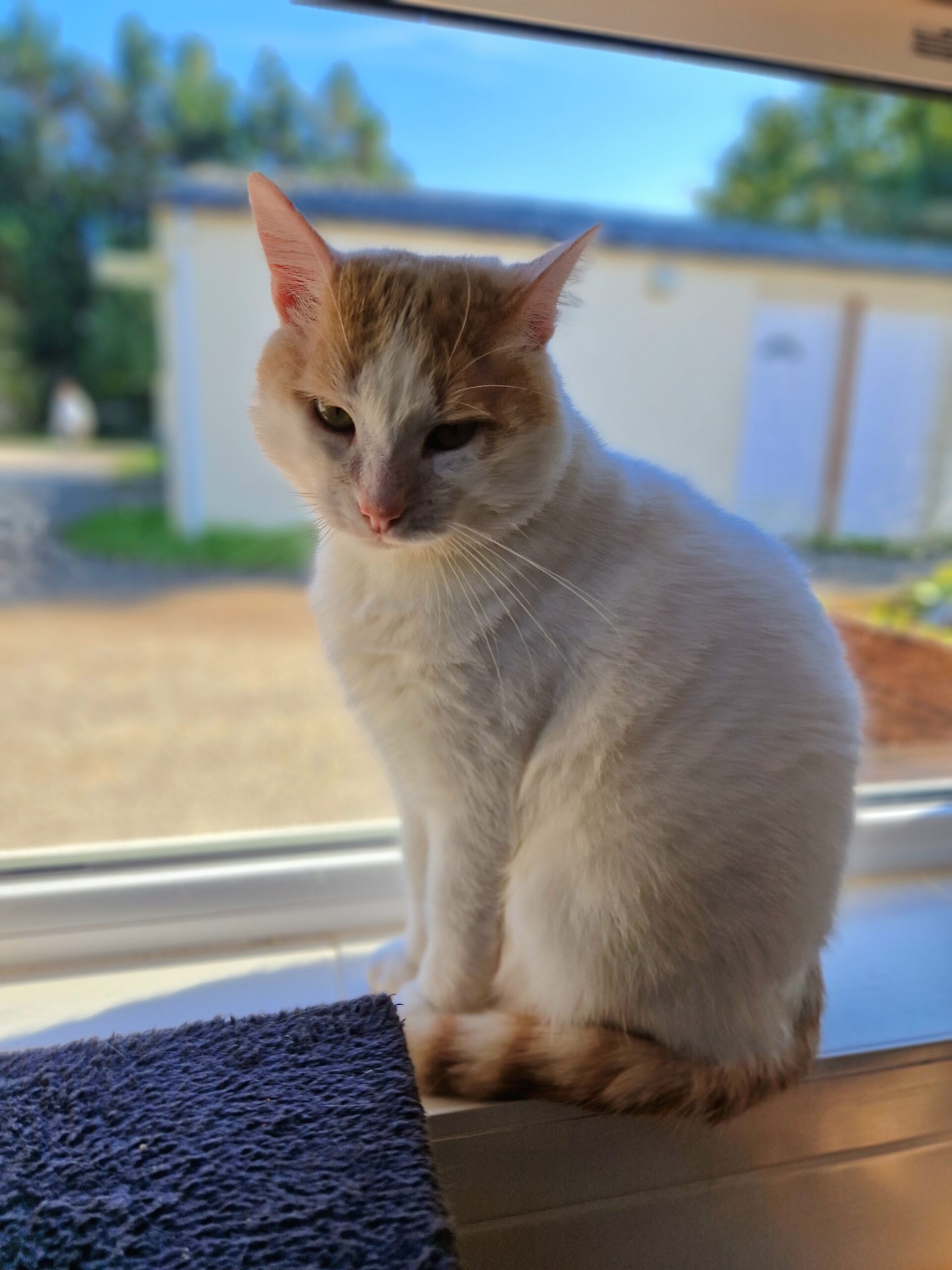 Tobi – Image 2