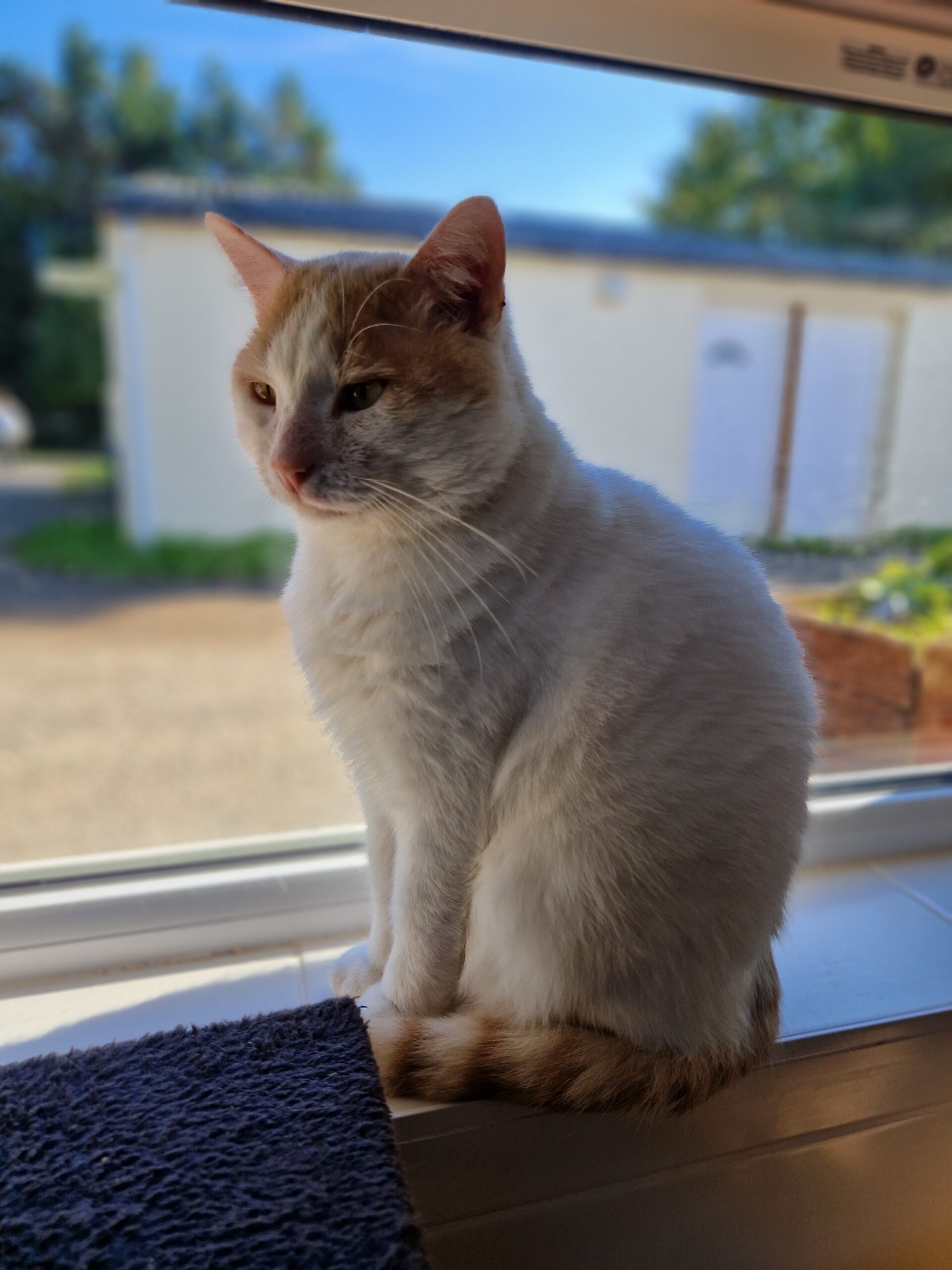 Tobi – Image 3
