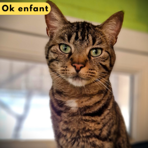 Taïko