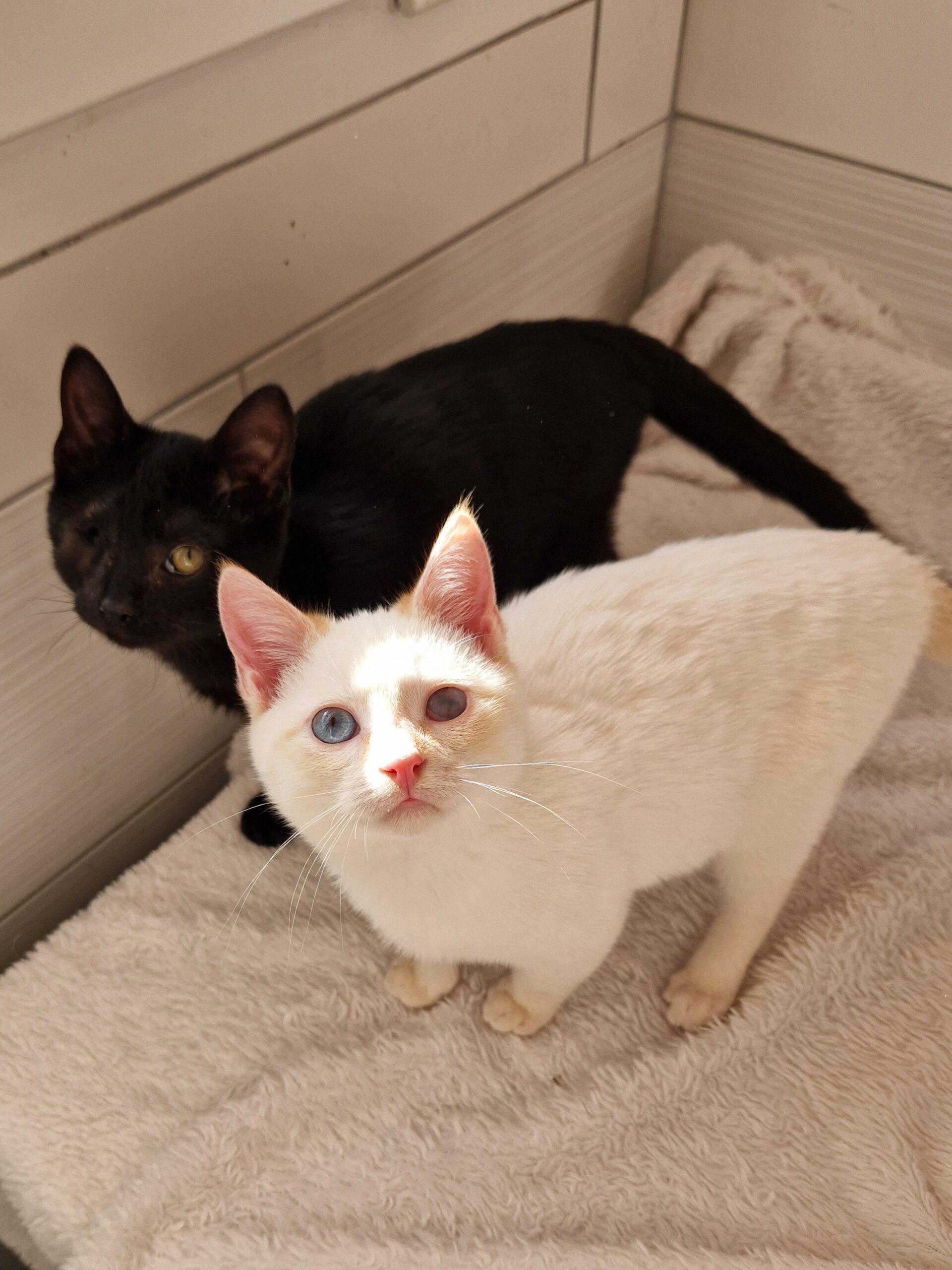 Gilbert et Cristallin – Image 7