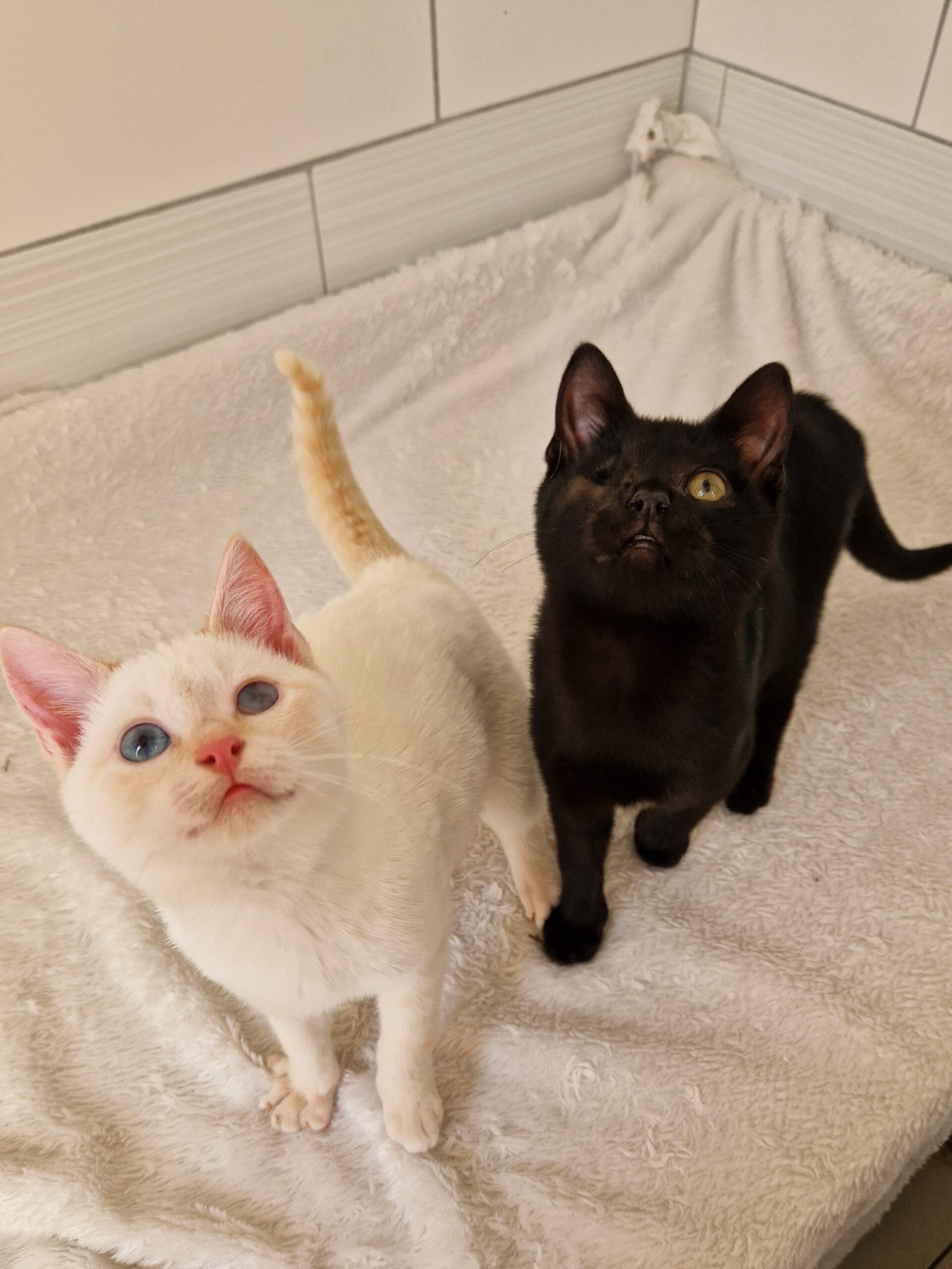 Gilbert et Cristallin – Image 11