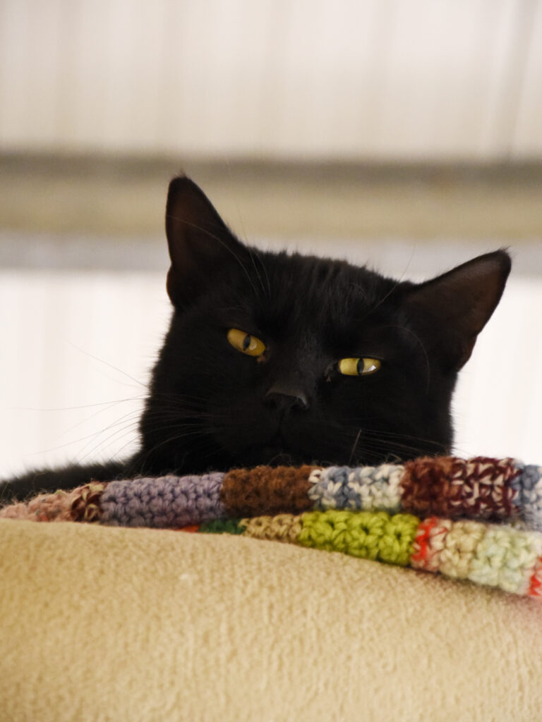 Boccolini-Pattenrond-03