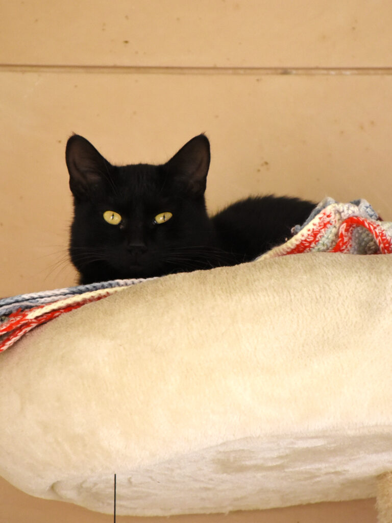 Boccolini-Pattenrond-06