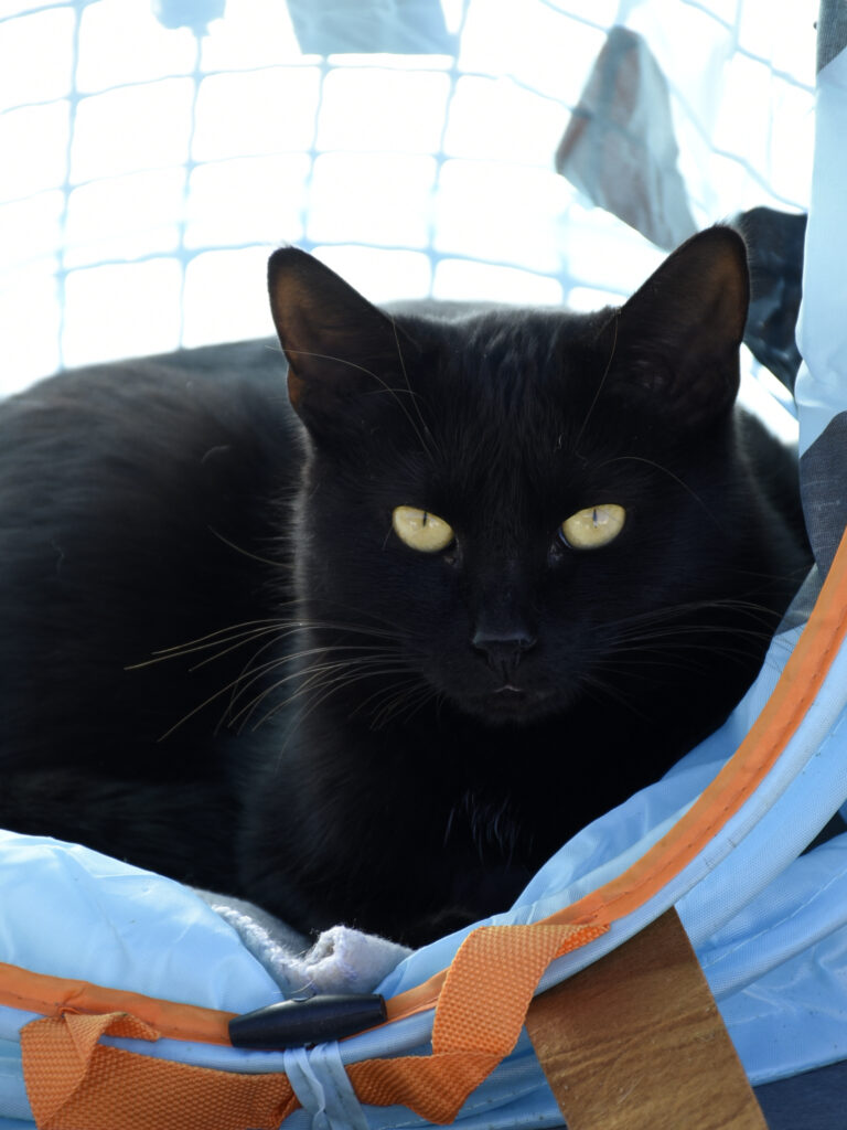 Boccolini-Pattenrond-08