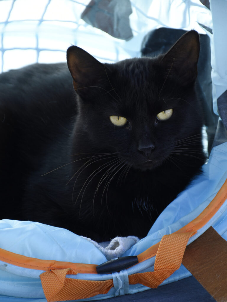 Boccolini-Pattenrond-09