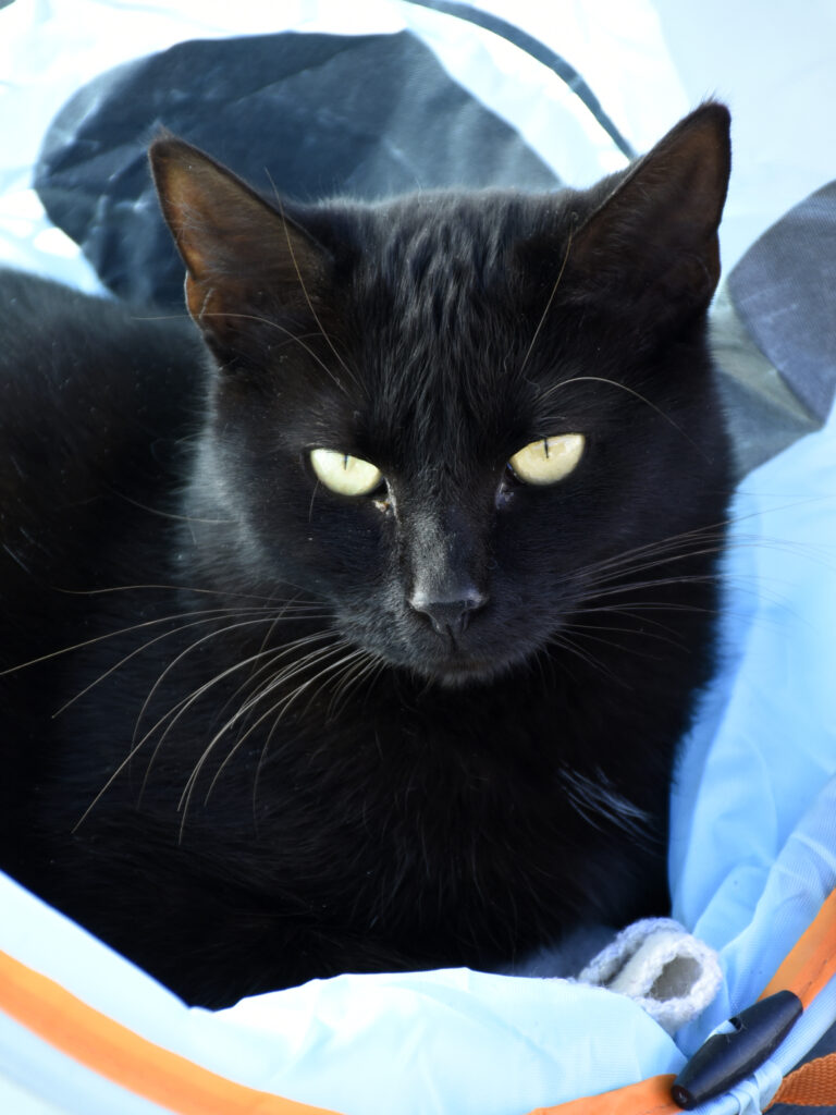 Boccolini-Pattenrond-10