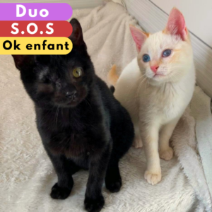 Gilbert et Cristallin