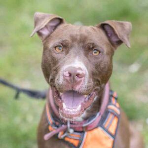 Tyson