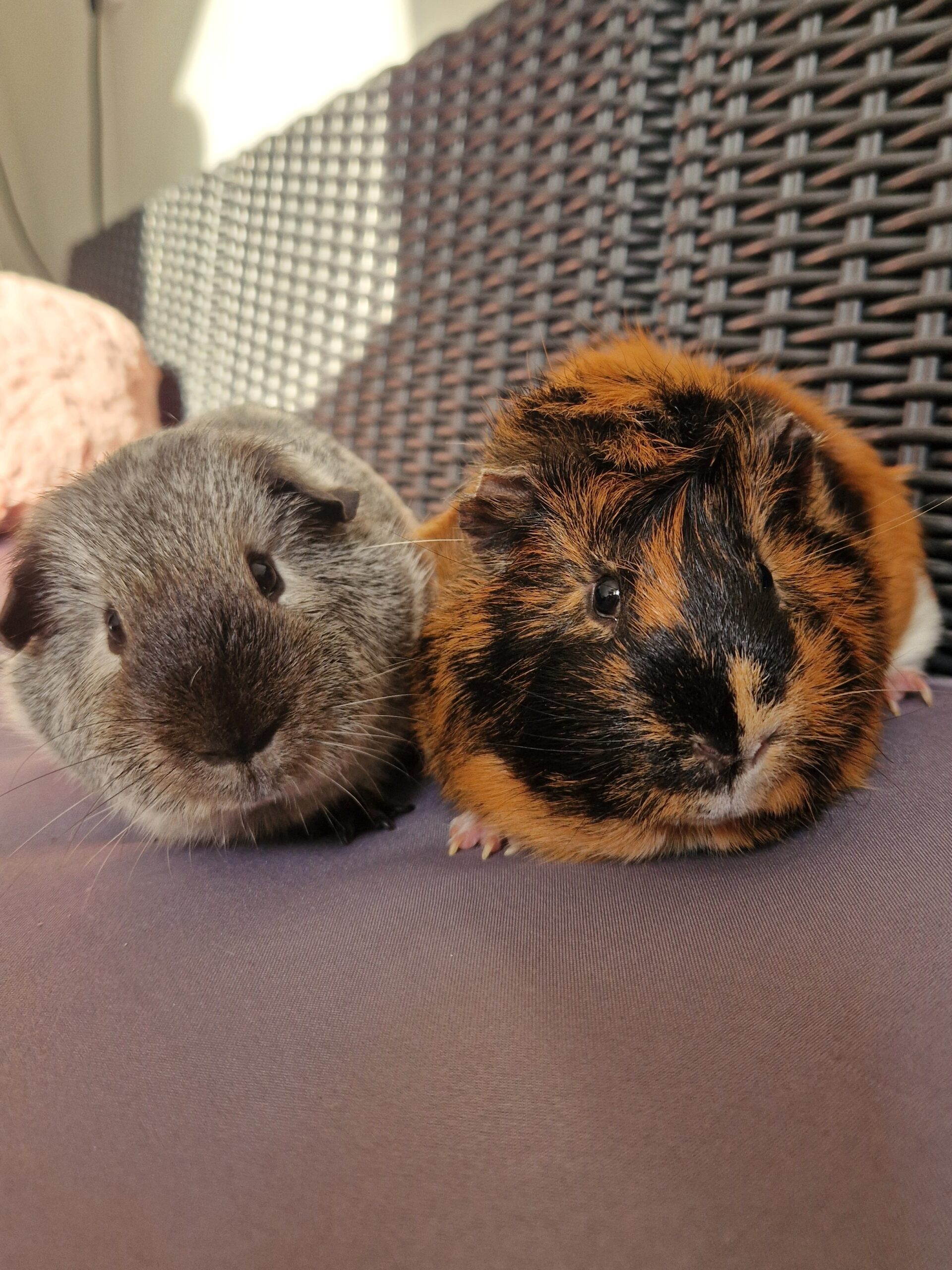 Chausson et Bounty – Image 2