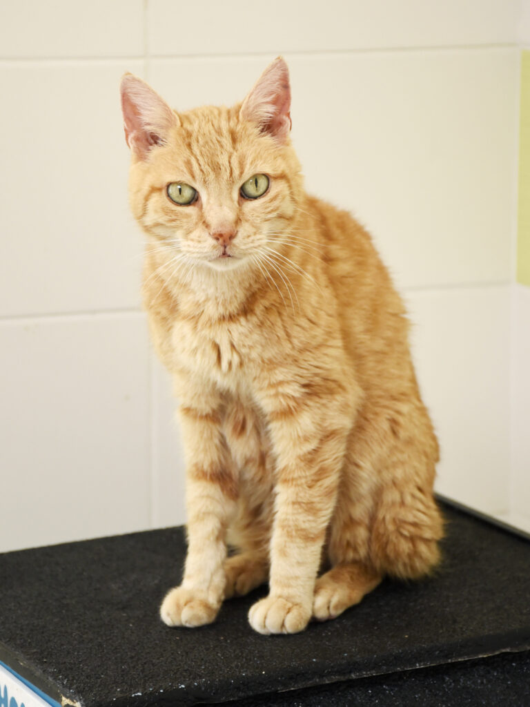 LENNY-PATTENROND-04