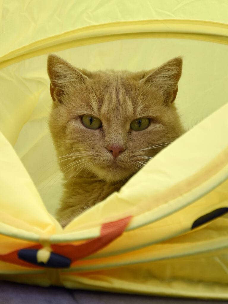 Laposte-Pattenrond-05