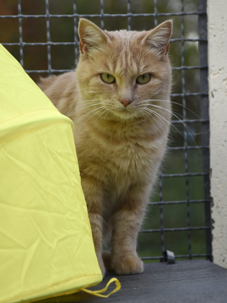 Laposte-Pattenrond-06