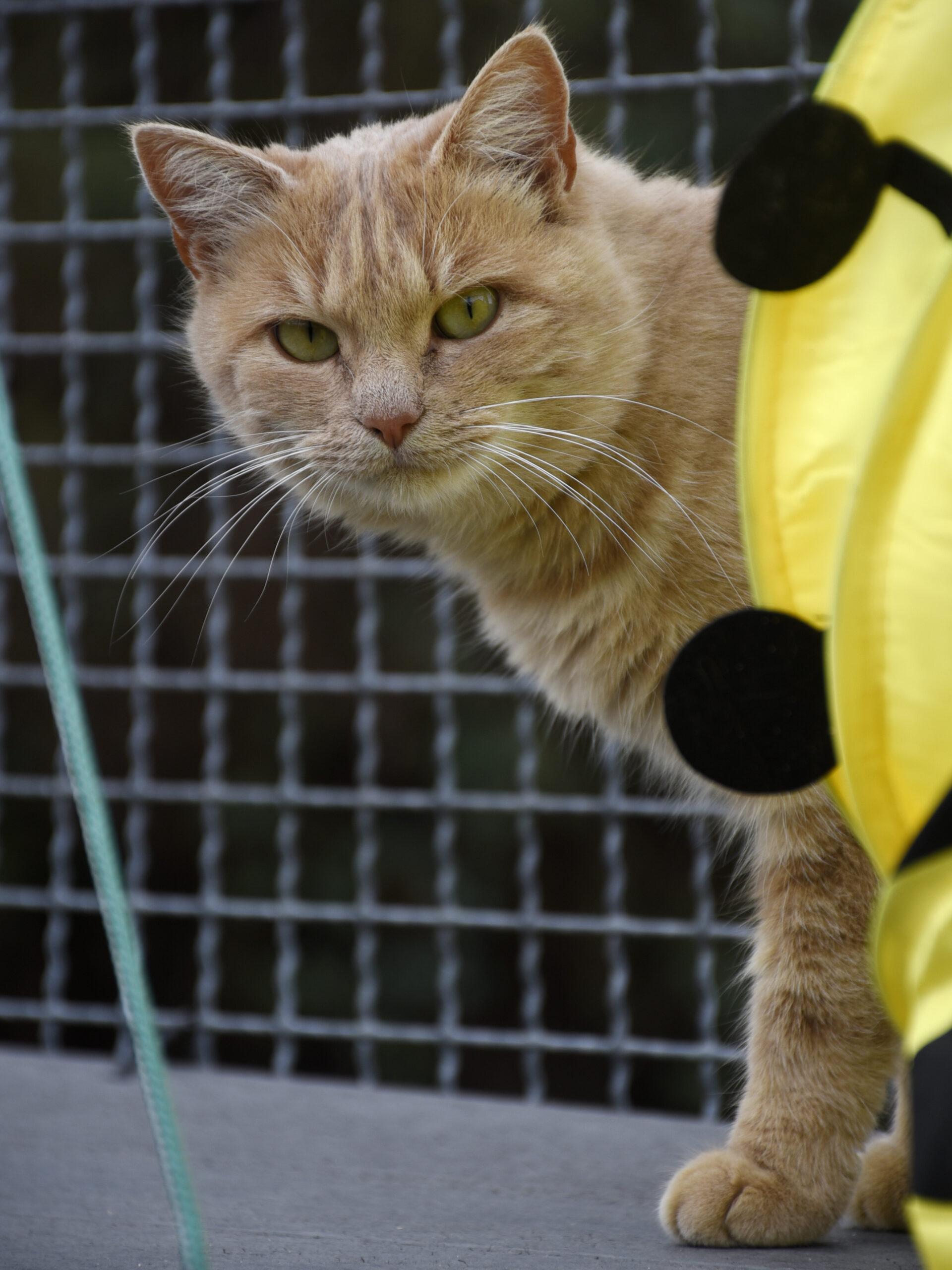 Laposte-Pattenrond-08