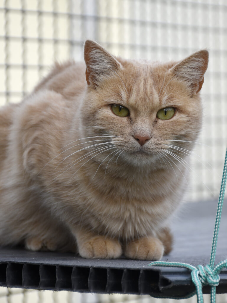 Laposte-Pattenrond-09