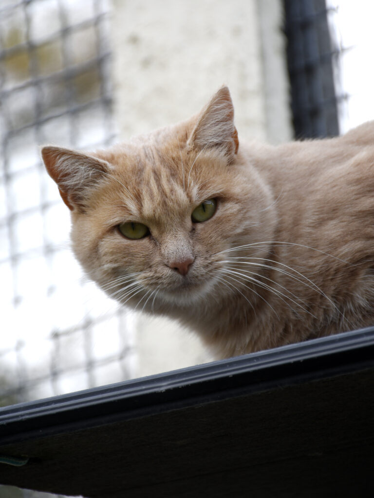 Laposte-Pattenrond-10