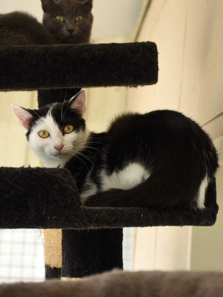 MONT BLANC-PHOENIX-07