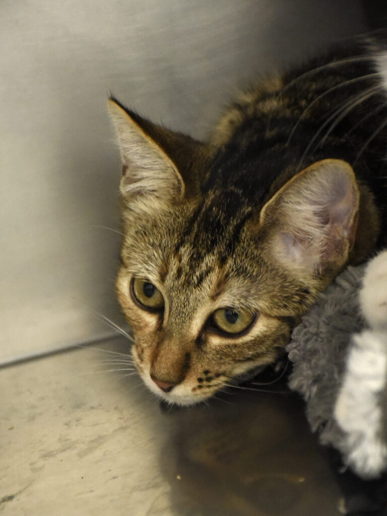 Charabia-NIFFLEUR-04