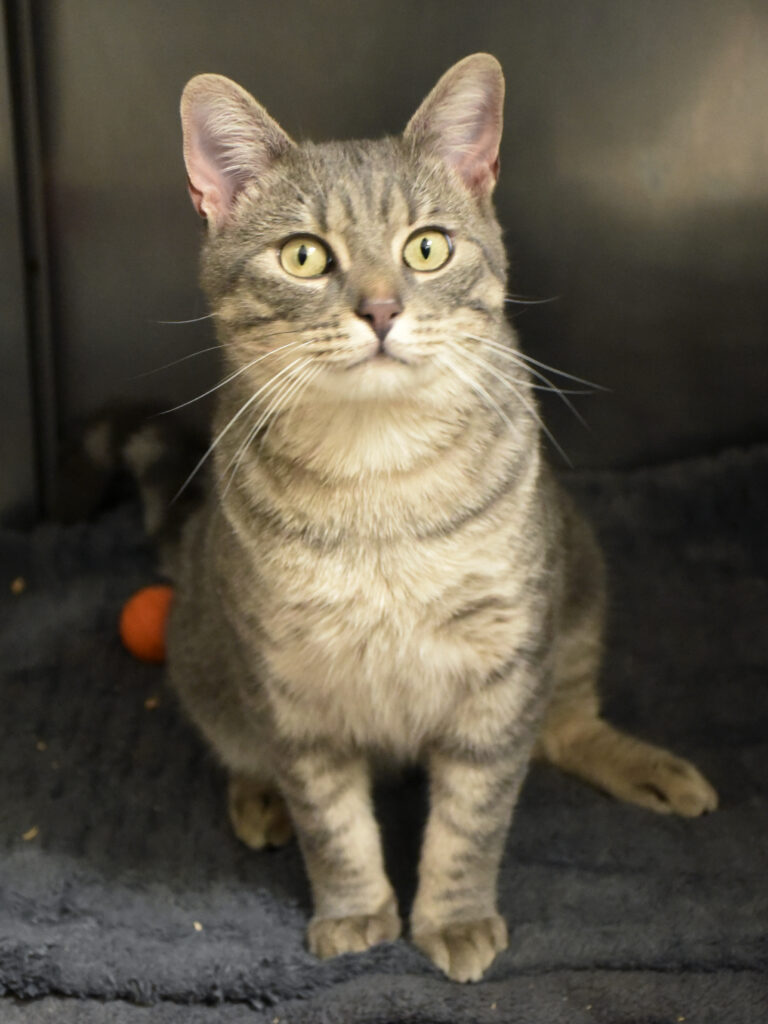 Escarpin-NIFFLEUR-04