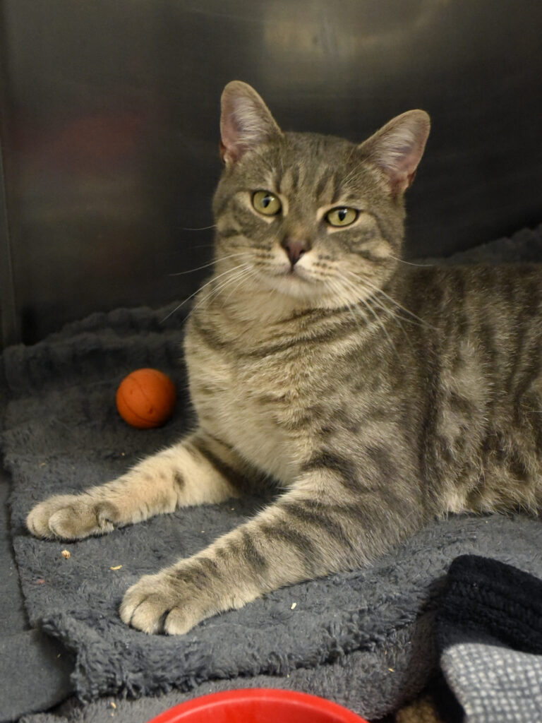 Escarpin-NIFFLEUR-05