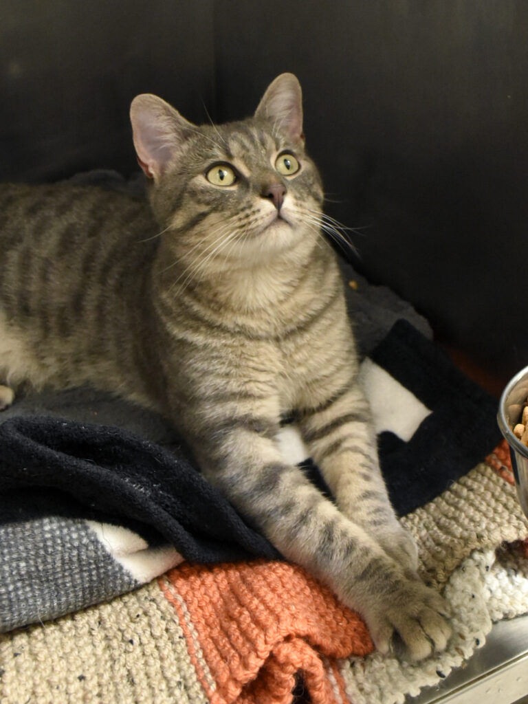 Escarpin-NIFFLEUR-06