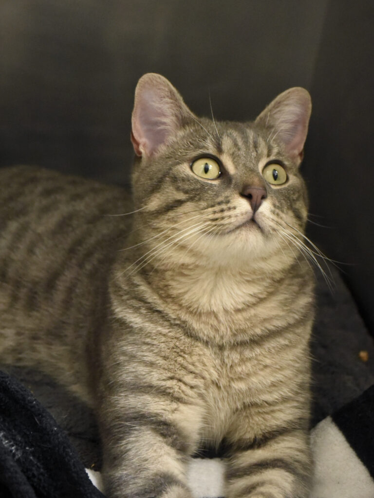 Escarpin-NIFFLEUR-07