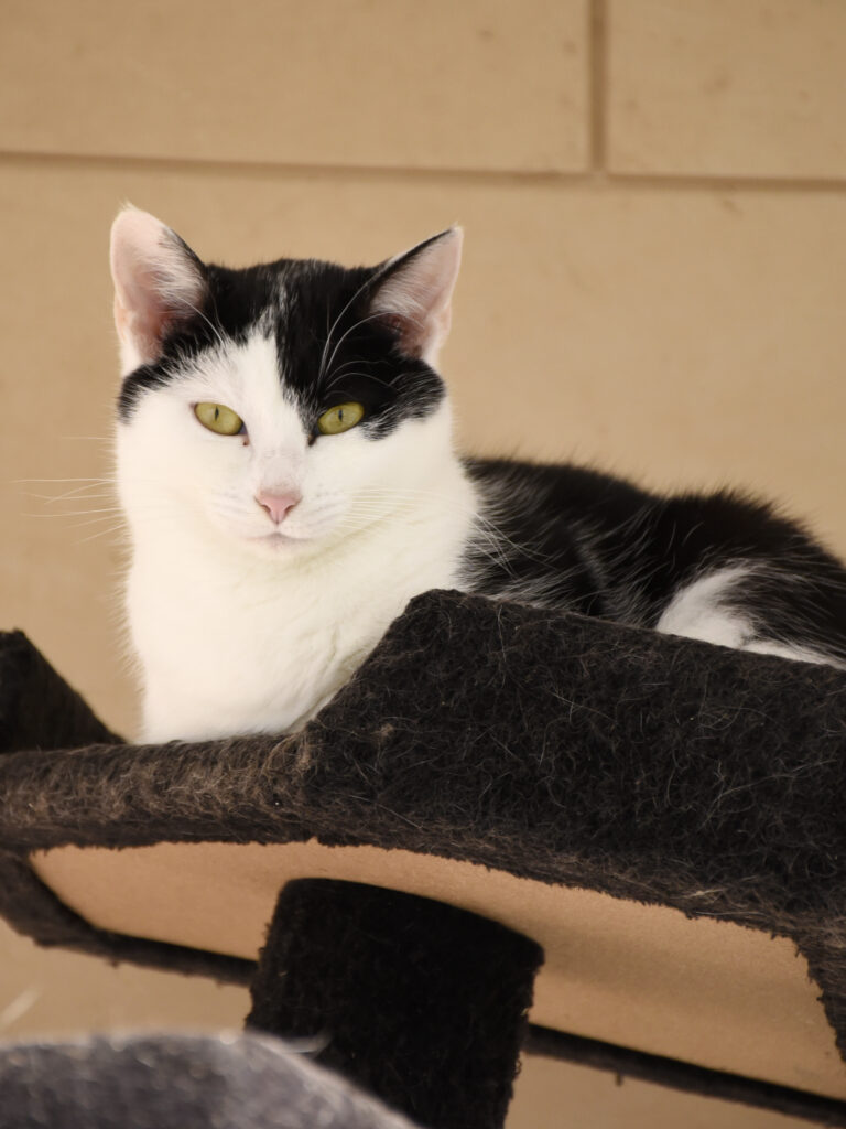 MONT BLANC-PHOENIX-08