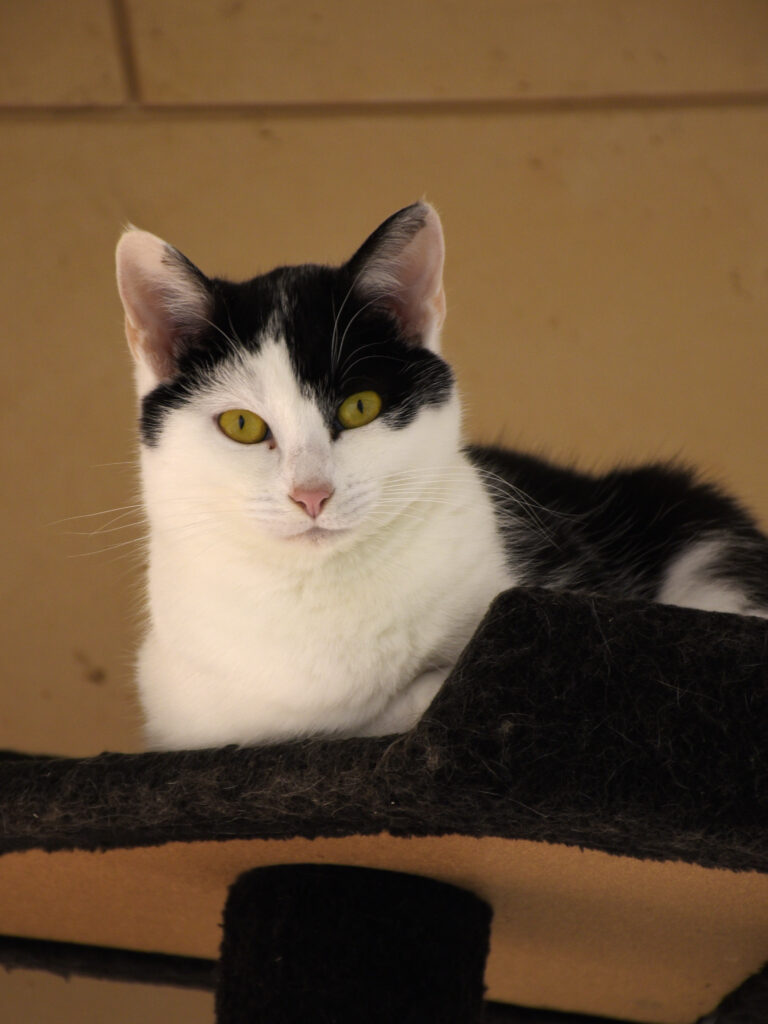 MONT BLANC-PHOENIX-09