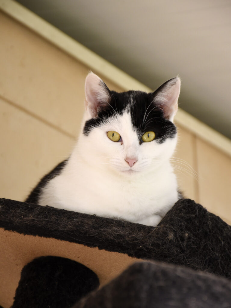 MONT BLANC-PHOENIX-10