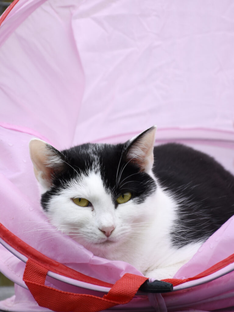 MONT BLANC-PHOENIX-11